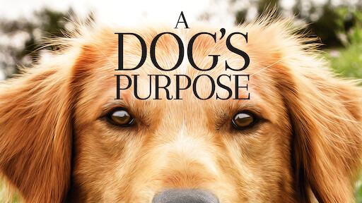 a dog's journey putlocker